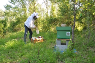 « Le changement climatique pèse lourdement sur les abeilles »