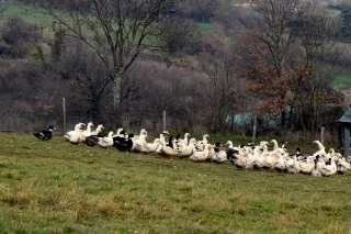 Grippe aviaire à Saint-Montan, des mesures de sécurité se mettent en place
