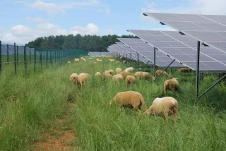 Photovoltaïque au sol : préserver l’activité d’élevage