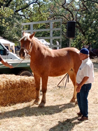 Franc succès pour la Fête du cheval de trait
