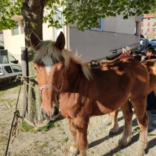 Plus de 25 chevaux et ânes exposés à la foire de Montpezat-sous-Bauzon