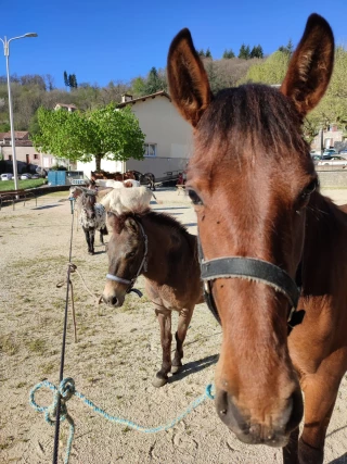 Une foire dédiée aux chevaux