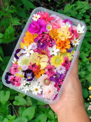 Fleurs comestibles : intérêt des consommateurs, réticences de distributeurs