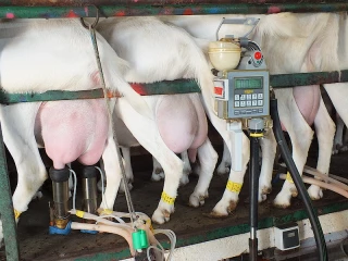 Baisse de la production de lait de chèvre